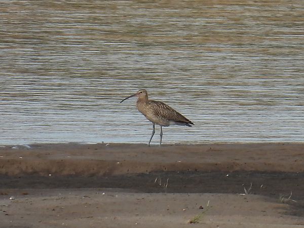 Courlis cendré  - Kacper Mikulski
