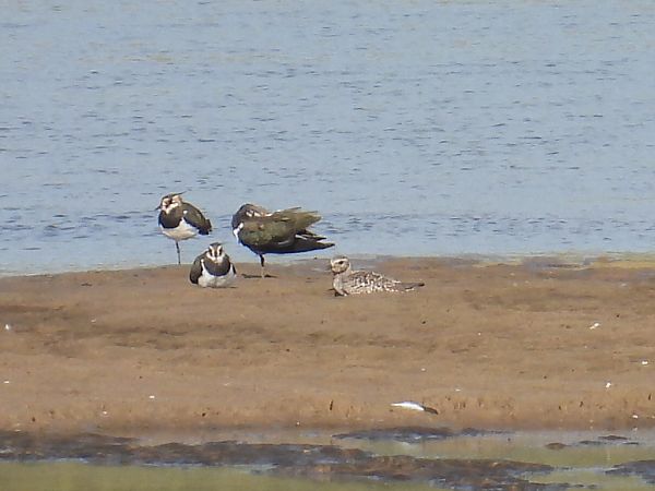 siewnica  - Kacper Mikulski