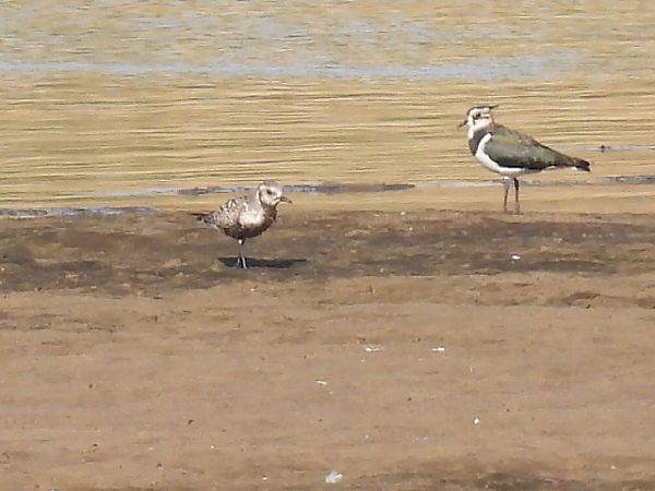 Pluvier argenté  - Kacper Mikulski