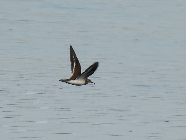 Flussuferläufer  - Kacper Mikulski