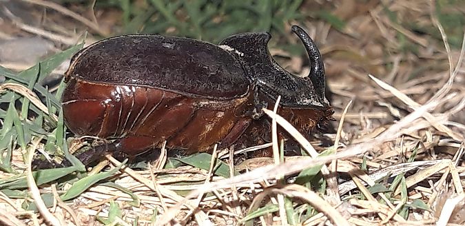 Oryctes nasicornis  - Michele Cento