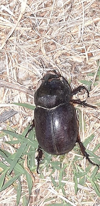 Oryctes nasicornis  - Michele Cento