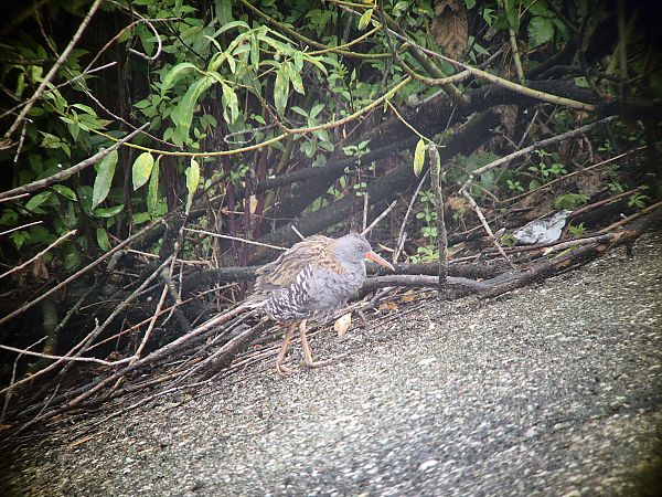 Water Rail  - Tomasz Zarzycki