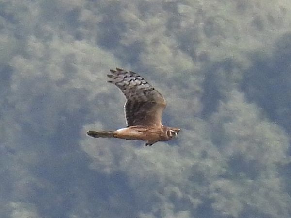 błotniak zbożowy  - Kacper Mikulski