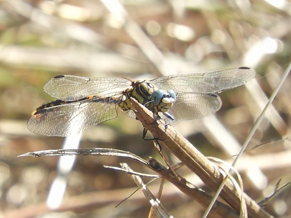 Onychogomphus uncatus  - Massimo Tassinari