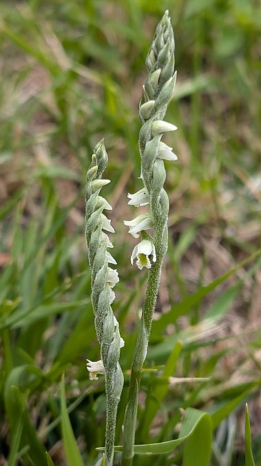 Spiranthes spiralis  - Christian Noel
