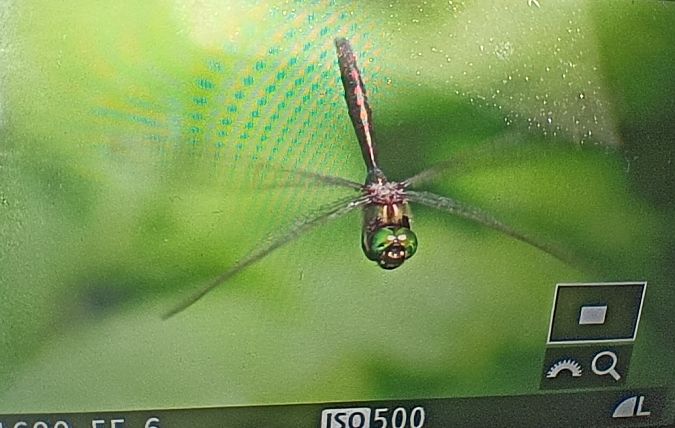 miedziopierś metaliczna  - Michał Polakowski