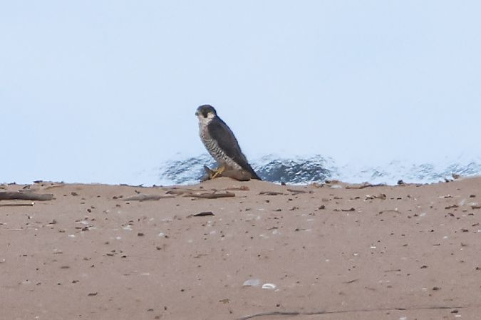Peregrine Falcon  - Mariusz Lizoń