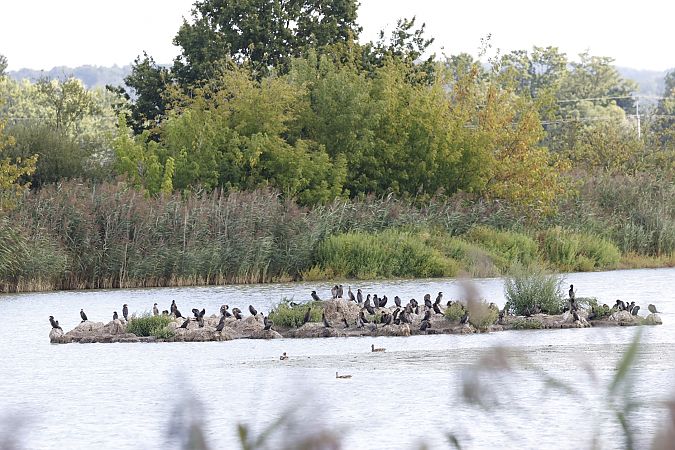 kormoran mały  - Katarzyna Szałas