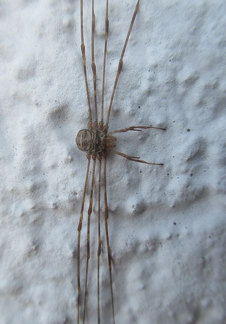 Dicranopalpus ramosus  - Gérard Liégeois