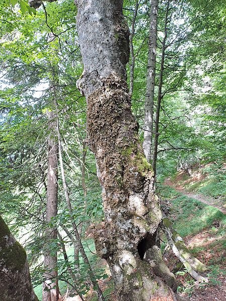 Ricinus communis  - Giulia Gaiola (FVG)