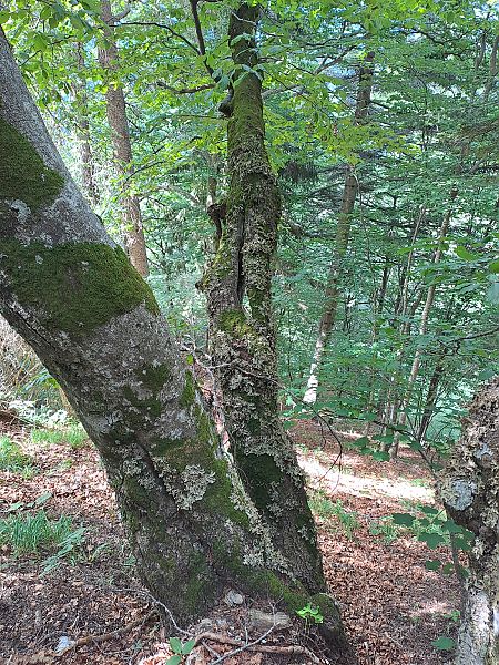 Ricinus communis  - Giulia Gaiola (FVG)