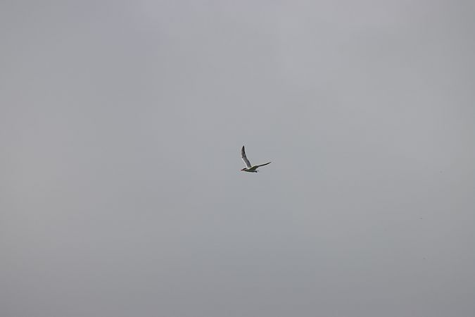 Caspian Tern  - Paweł Stańczak