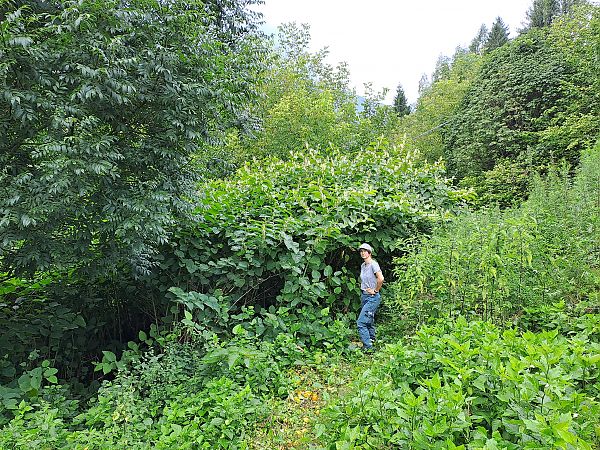 Fallopia japonica  - Ilaria Antoniutti (FVG)