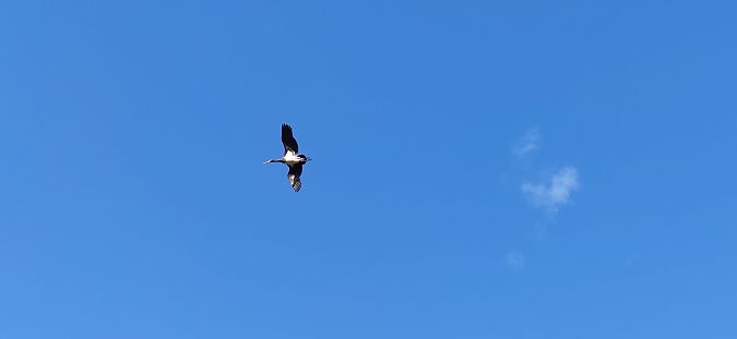 Cigogne noire  - Guénolé Le Peutrec