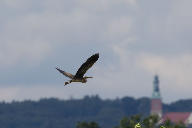 Purple Heron  - Katarzyna Szałas
