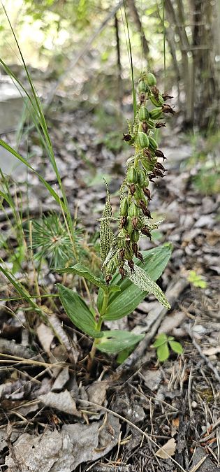 Epipactis leptochila  - Claire Perrachon