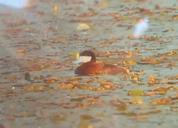 Erismature rousse  - Stanisław Turowski