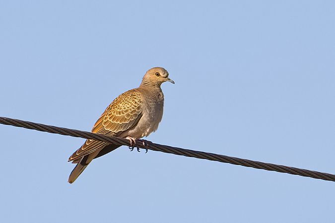 European Turtle Dove 