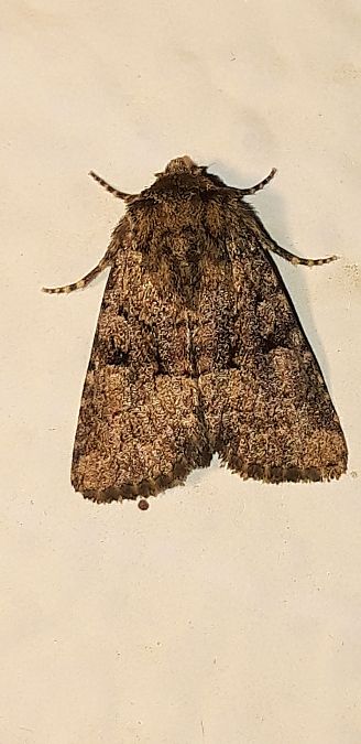 Lasionycta calberlai  - Michele Cento