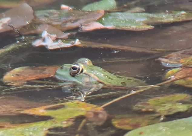 Grenouille verte indéterminée (Pelophylax sp.)  - Sylvain Roux