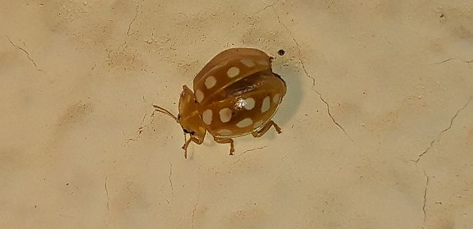 Halyzia sedecimguttata  - Michele Cento