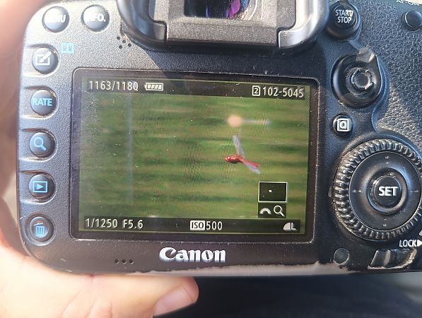 szafranka czerwona  - Michał Polakowski