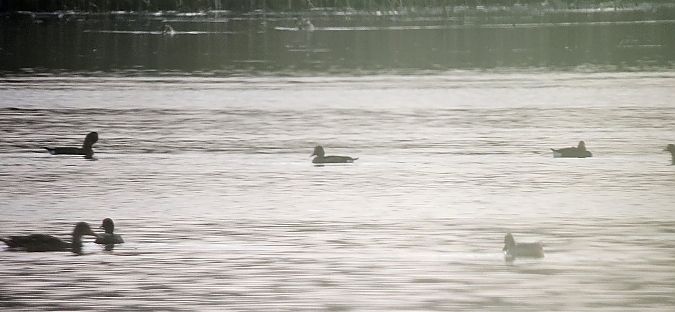 Ferruginous Duck  - Jarosław Soboń