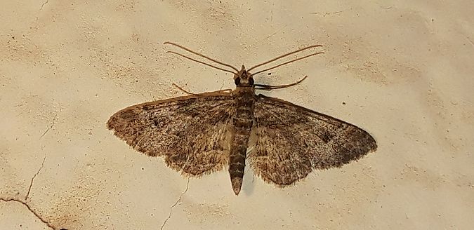 Gymnoscelis rufifasciata  - Michele Cento