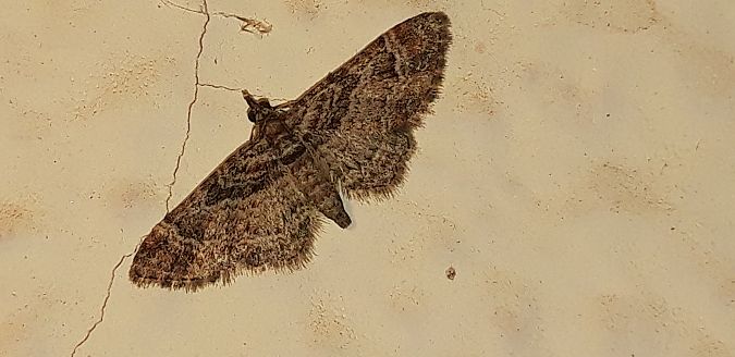 Gymnoscelis rufifasciata  - Michele Cento