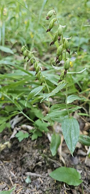 Epipactis leptochila  - Claire Perrachon