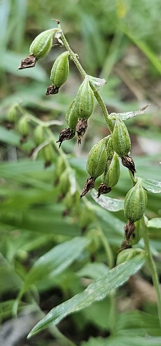 Epipactis leptochila  - Claire Perrachon