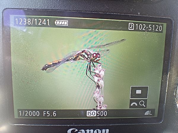szablak czarny  - Michał Polakowski