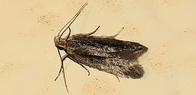 Gelechiidae sp.  - Michele Cento