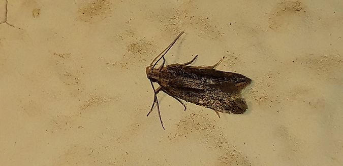 Gelechiidae sp.  - Michele Cento
