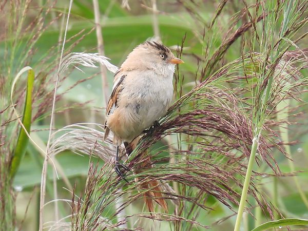 Bartmeise  - Kacper Mikulski
