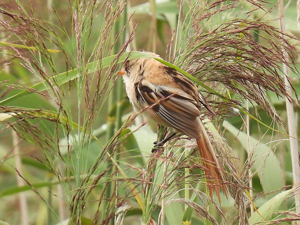 Panure à moustaches  - Kacper Mikulski