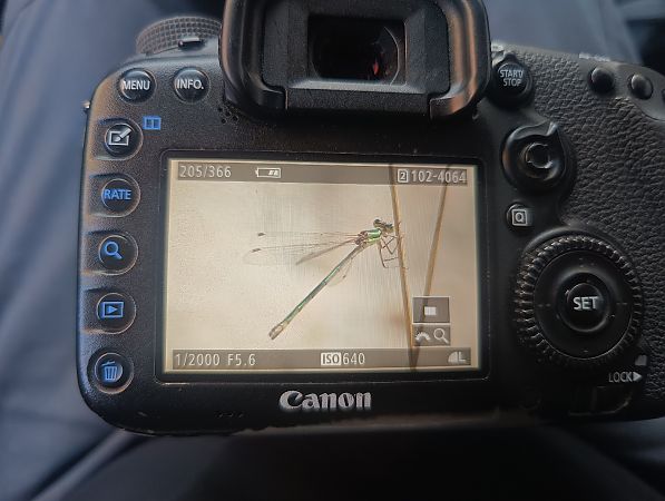 pałątka zielona  - Michał Polakowski