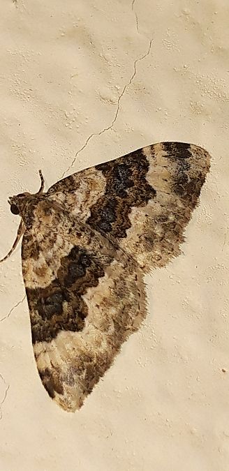 Epirrhoe galiata  - Michele Cento