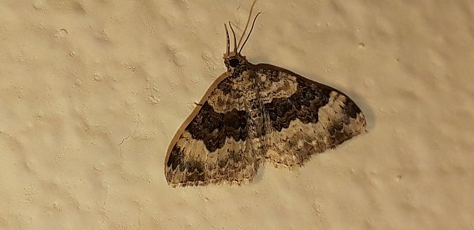 Epirrhoe galiata  - Michele Cento