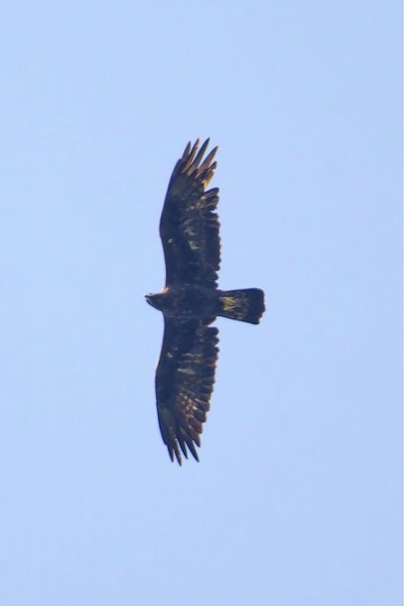 Aigle royal  - Mehdi Rezqallah