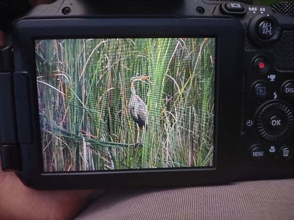 Purple Heron  - Bartłomiej Kusal
