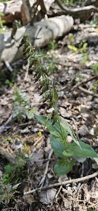 Epipactis leptochila  - Claire Perrachon