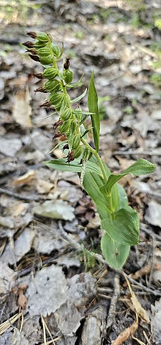 Epipactis leptochila  - Claire Perrachon