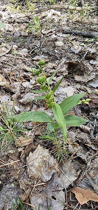 Epipactis leptochila  - Claire Perrachon