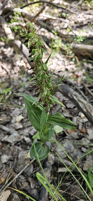 Epipactis leptochila  - Claire Perrachon
