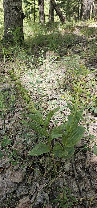 Epipactis leptochila  - Claire Perrachon