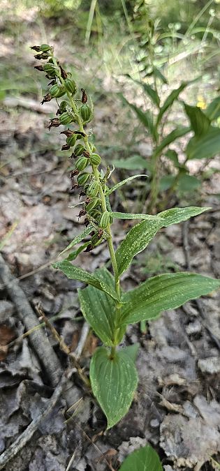 Epipactis leptochila  - Claire Perrachon