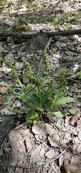 Epipactis leptochila  - Claire Perrachon