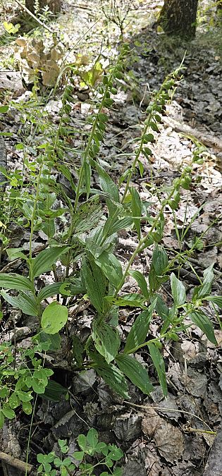 Epipactis leptochila  - Claire Perrachon